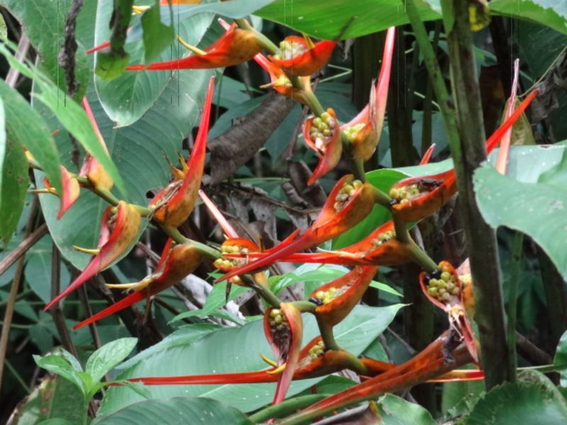 459-costarica