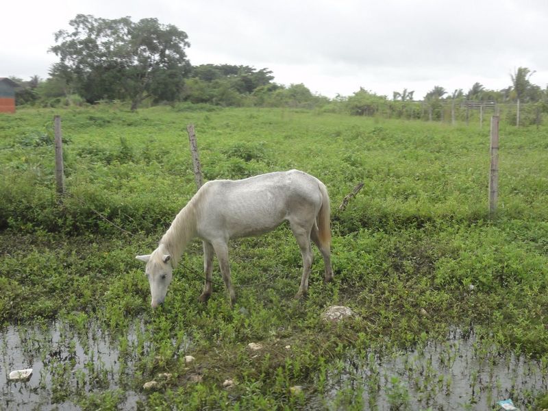 174-peten