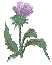 Scottish_thistle