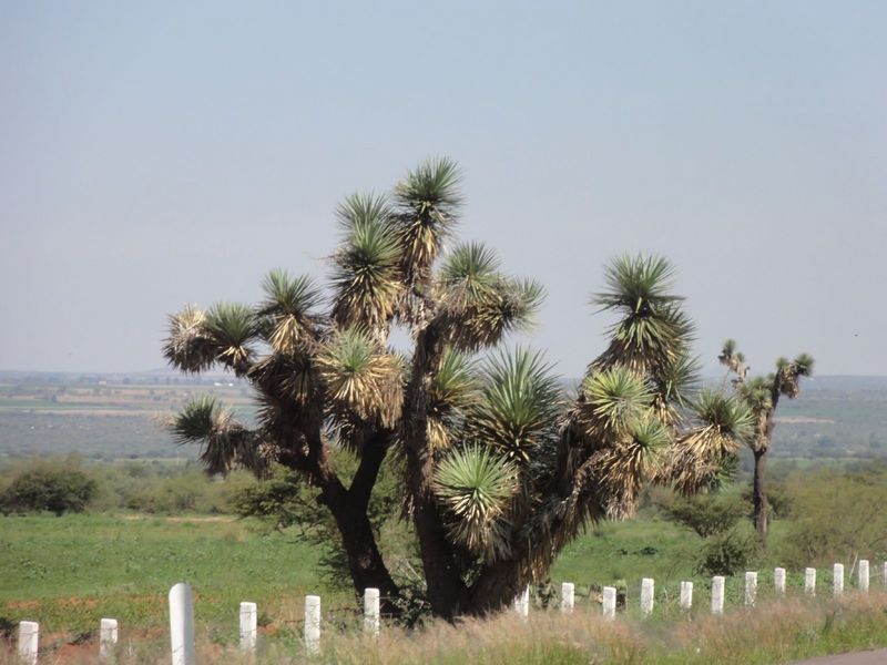 183-zacatecas