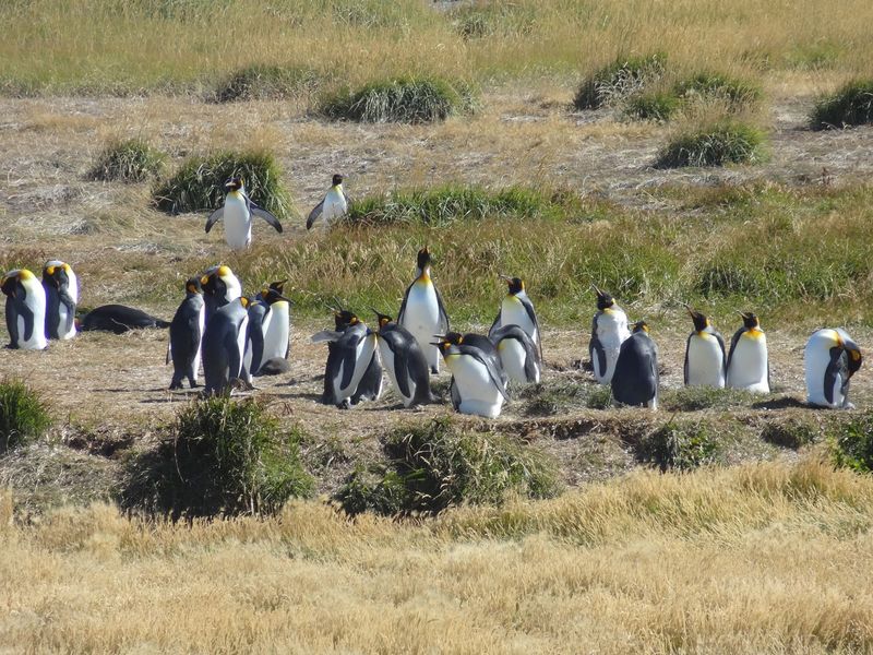 020-tierrafuego