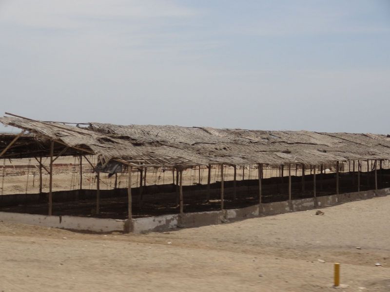 016-paracas