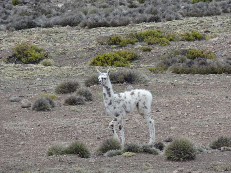 357-arequipa