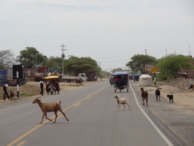 049-piura