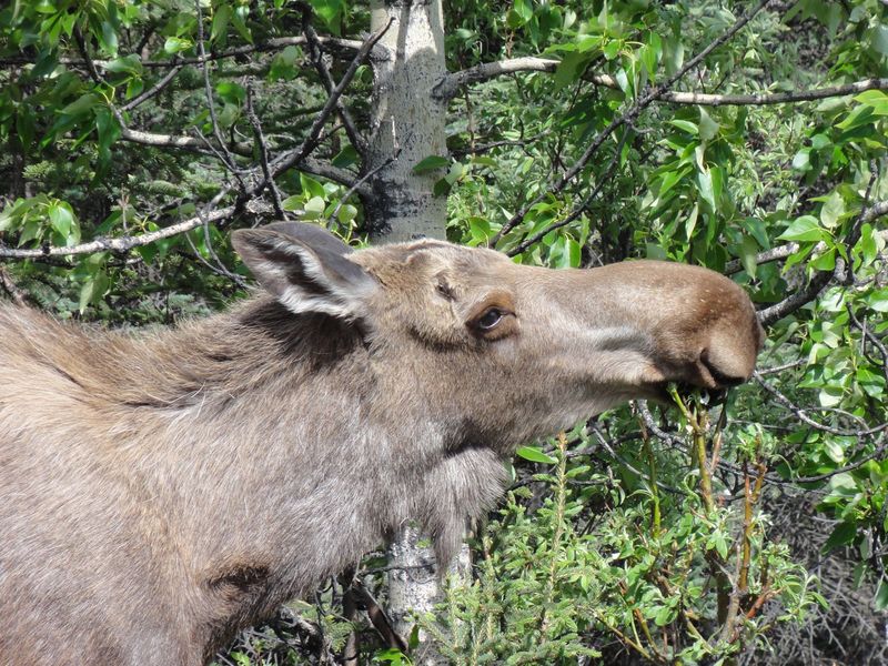 248-talkeetna