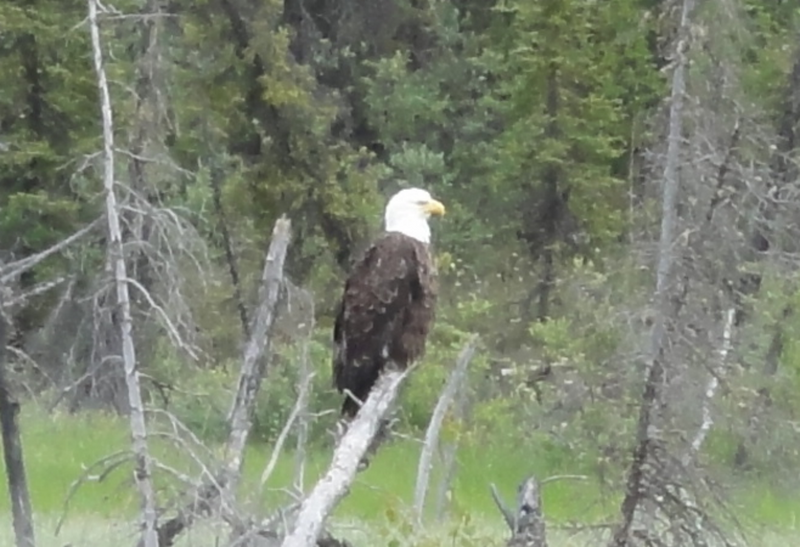 baldeagle