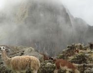 MachuPicchu260