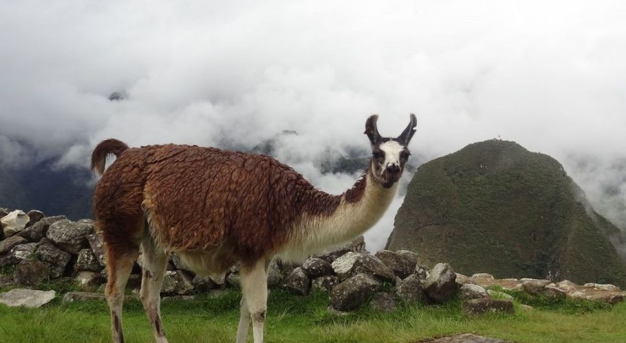 MachuPicchu254